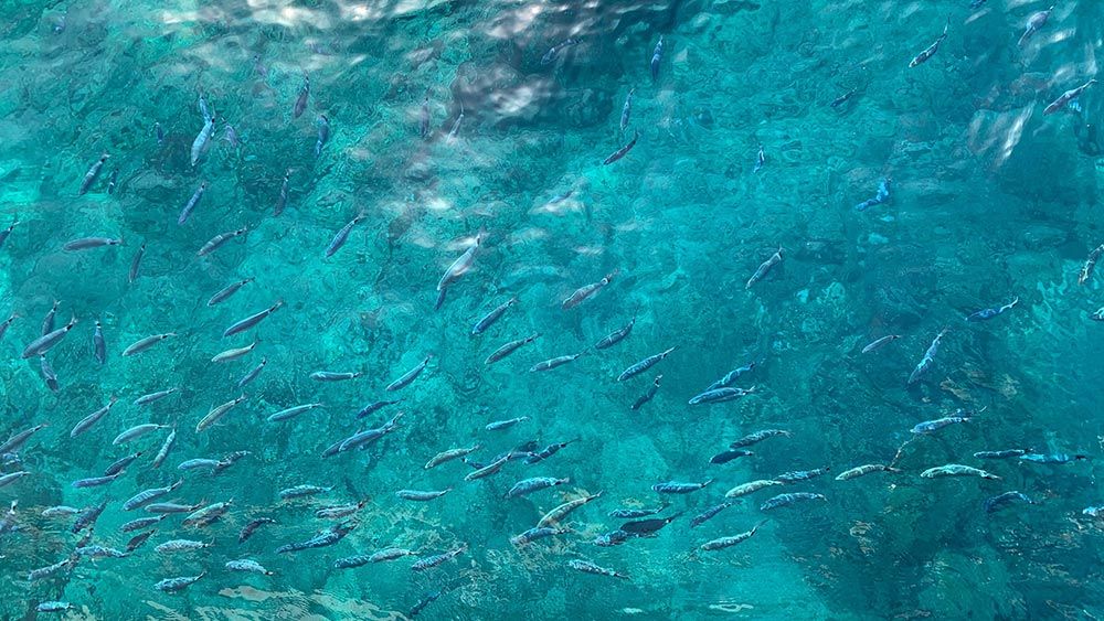 Fauna marina que se disfruta en una excursión a la Isla de Benidorm