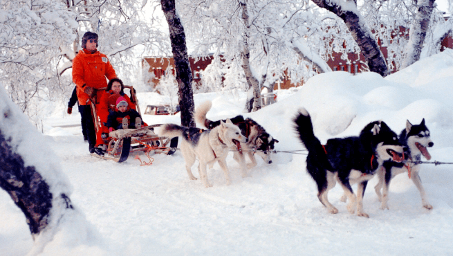 Tour con huskies en Kiruna