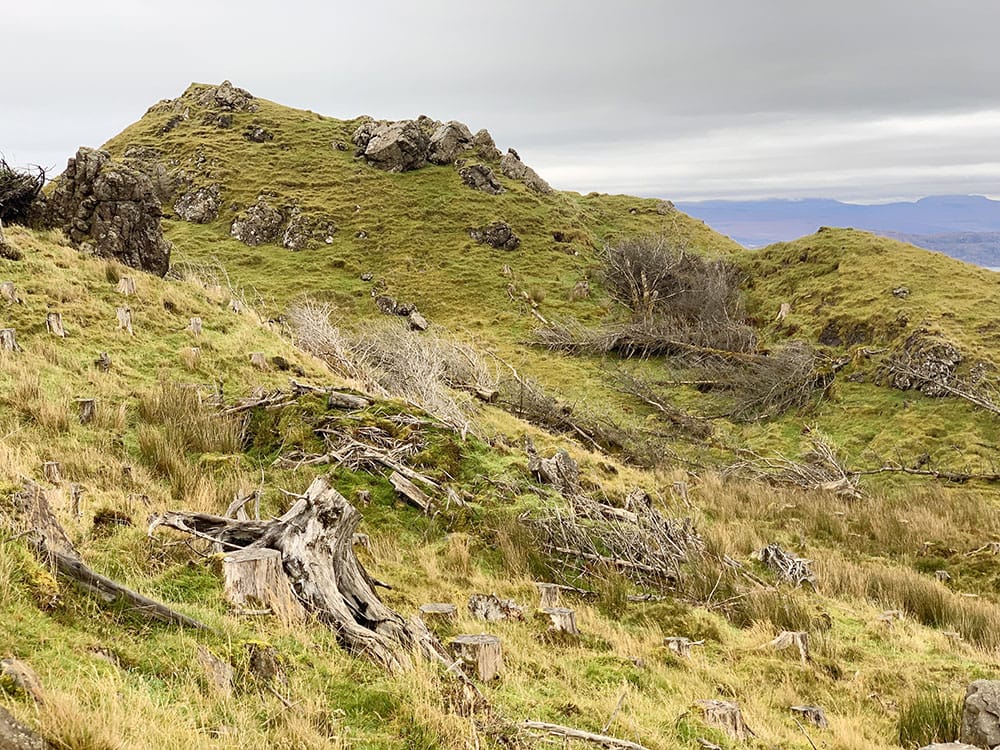 Árboles talados del Old Man of Storr