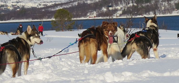 Trineo de perros en Tromsø